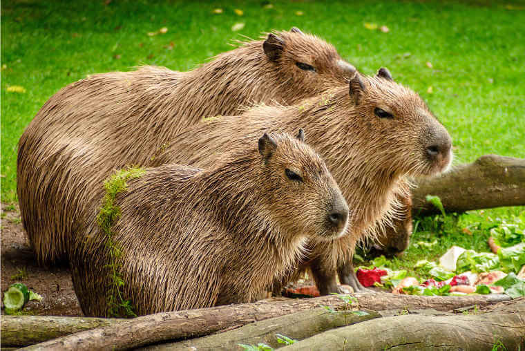 El capibara | Árbol ABC