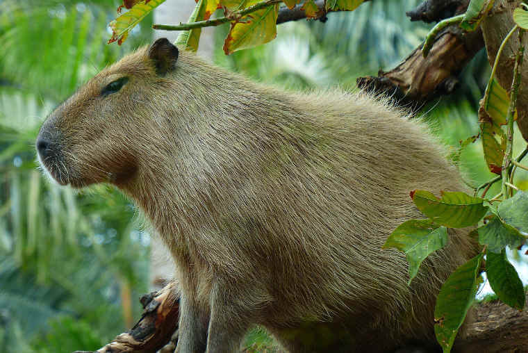 El capibara | Árbol ABC