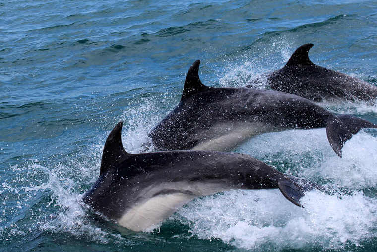 Los delfines | Árbol ABC