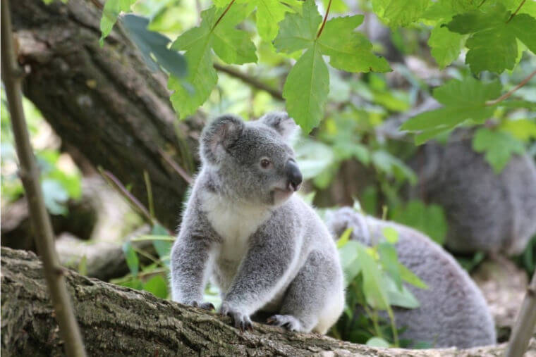 El koala | Árbol ABC