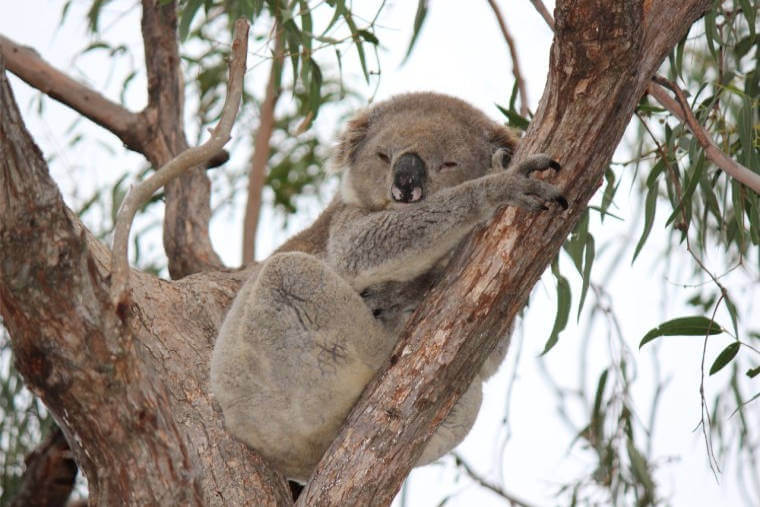 El koala  Árbol ABC