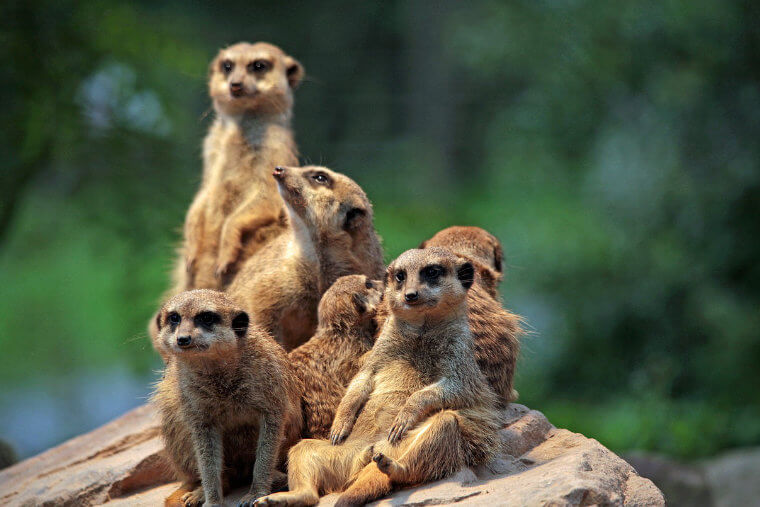 El suricato Árbol ABC