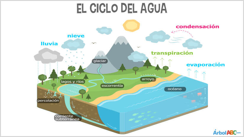 El ciclo del agua | Árbol ABC