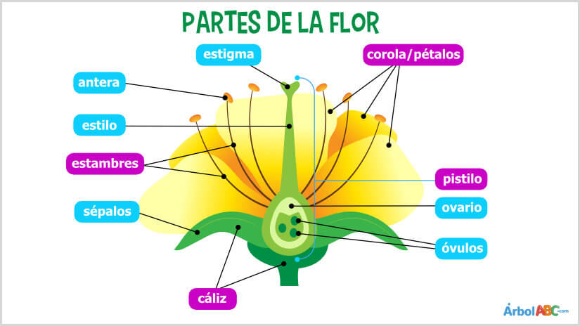 Alboroto cerca enfermedad Partes de la flor y sus funciones | Árbol ABC