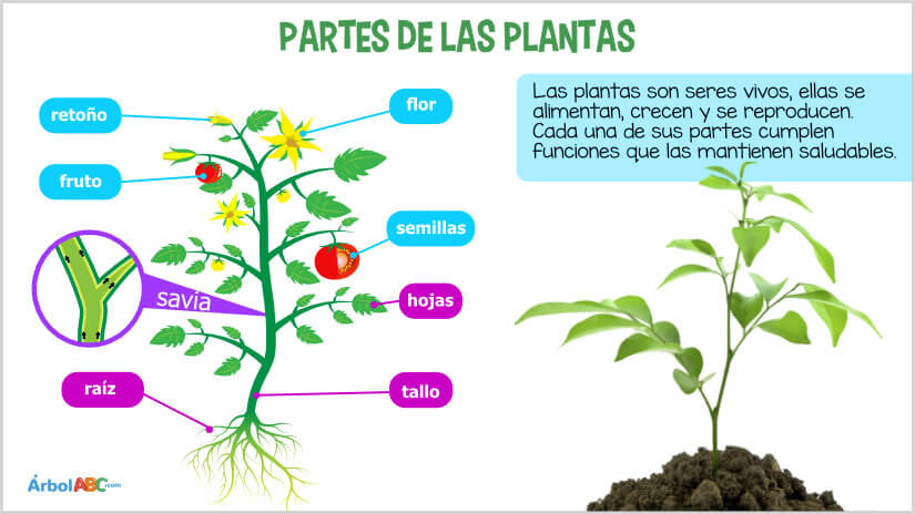 años sitio Imitación Las plantas | Árbol ABC