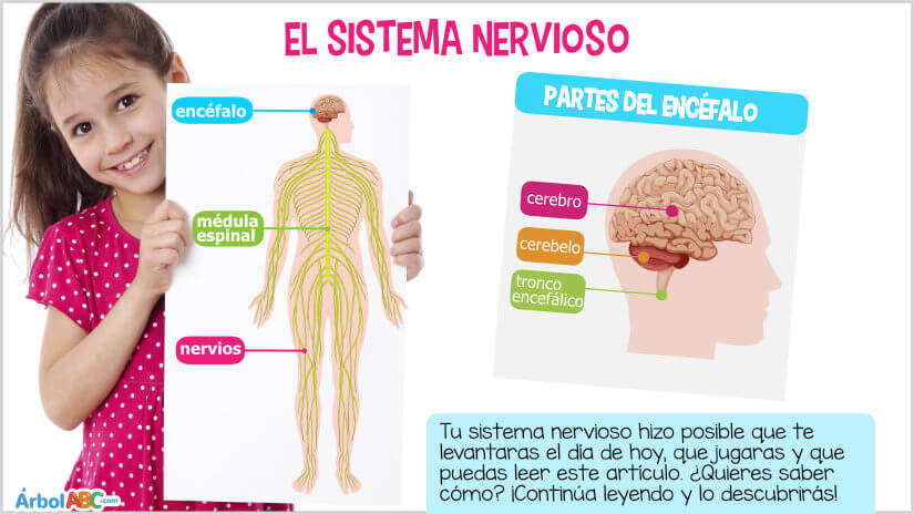 El sistema nervioso | Árbol ABC